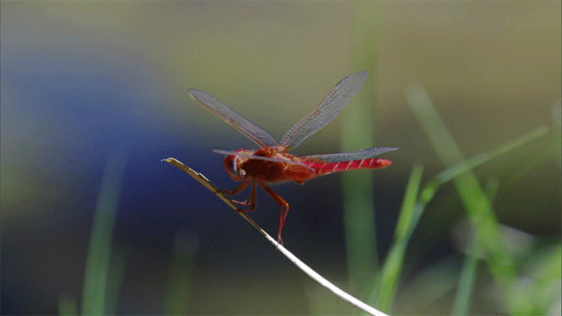 一只红蜻蜓动态图