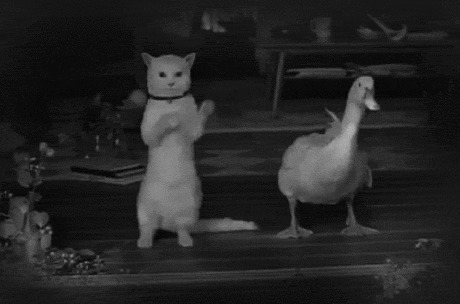 猫猫与鸭子一起摇摆动态图片