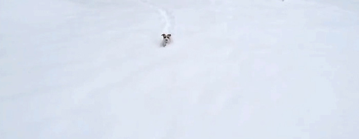 雪地里奔跑动态图