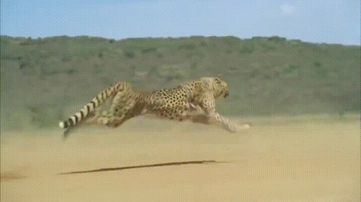 花豹子急速奔跑动态图