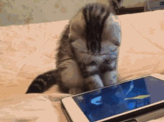 猫猫玩游戏吃鱼动态图片