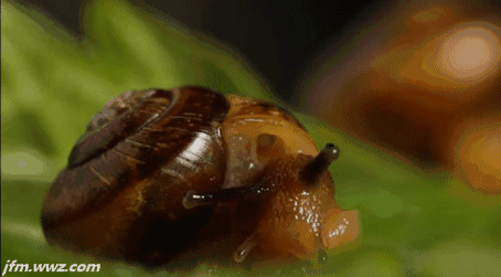 蜗牛的触角动态图片