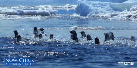 企鹅冰川开心游泳闪图