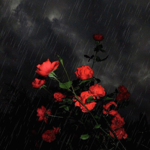 雨中红玫瑰花动态图片