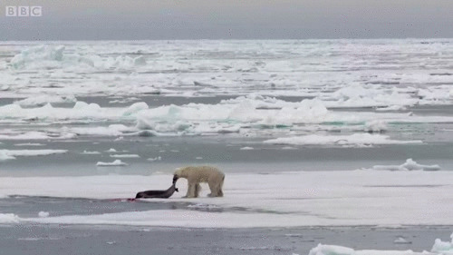 北极熊猎食动态图片