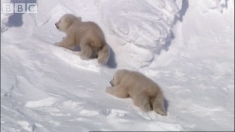 北极熊爬雪山动态图片