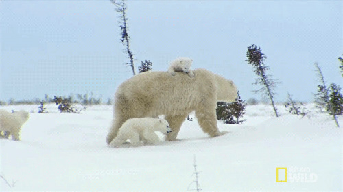 北极熊动态图片集[74图]