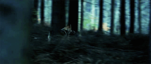 丛林中奔跑的野狼动态图片