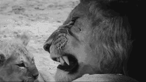 大狮子张嘴动态图片