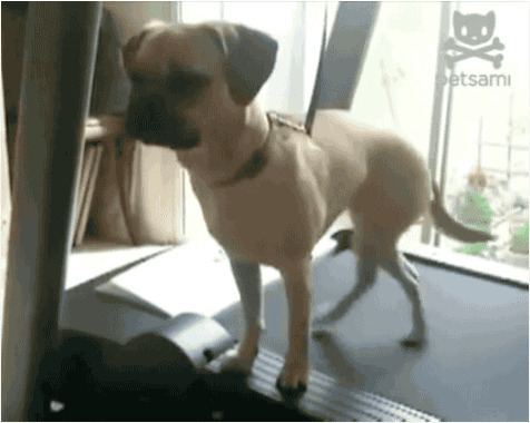 狗狗跑步机锻炼gif图片