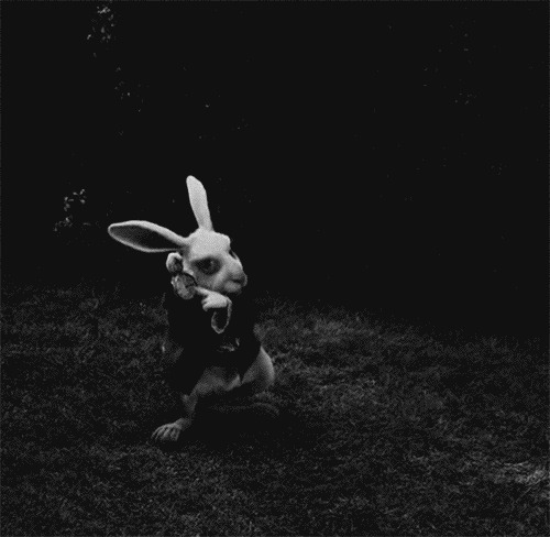 兔子爱炫耀动画图片