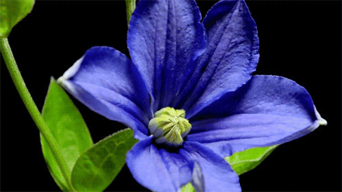 蓝色花朵盛开动态图