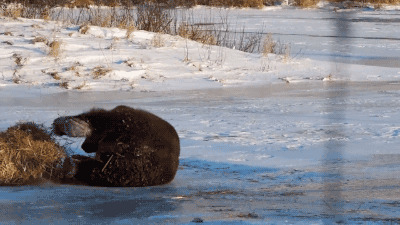 大黑熊玩耍动态图片
