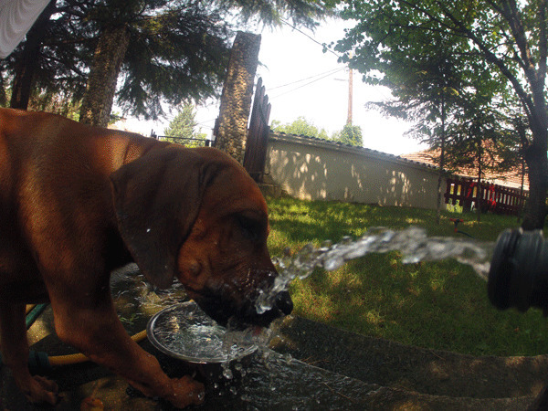 狗狗喝水动态图片