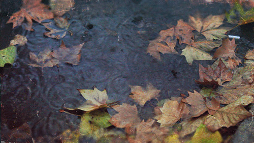 秋雨落叶动态图片