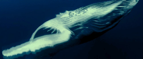 大鲸鱼动态图