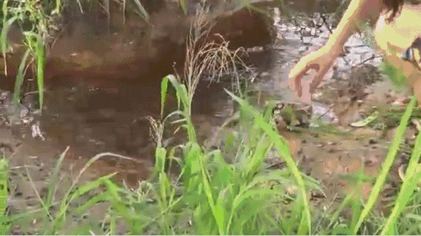 大蛇水里放生动态图片
