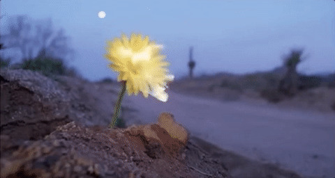 路边一朵小菊花gif图