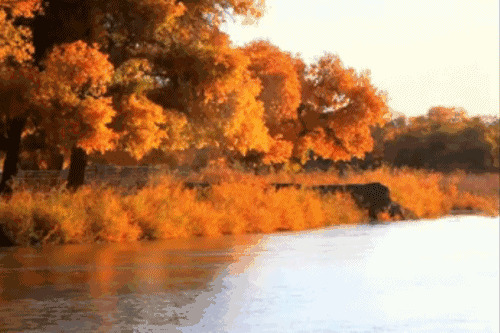 河边黄色树叶美景动态图片