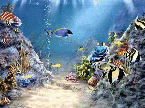 海底观赏鱼动态图片