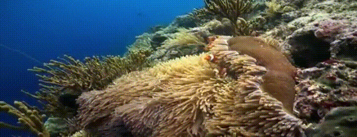 海底生物捕鱼动态图片