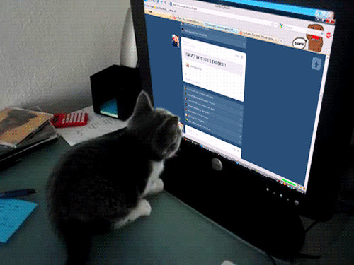 猫猫浏览网页动态图片