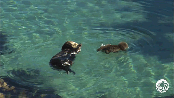 小海豹游泳动态图片