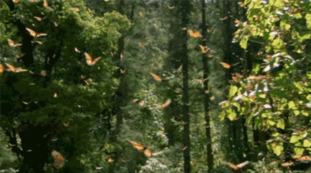 蝴蝶满天飞动态图片