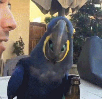 蓝色鹦鹉开啤酒gif图片