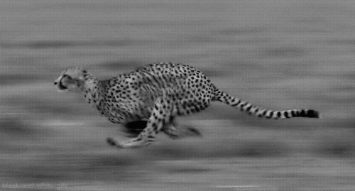 急速奔跑的豹子动态图片