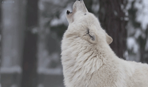 白色孤狼动态图片
