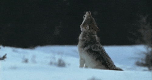 雪地孤狼鸣叫声动态图片