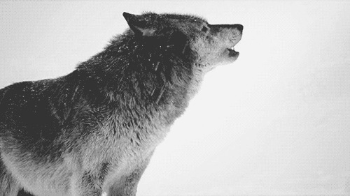 狂风大雪中的孤狼动态图片