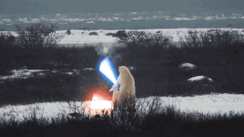 两只北极熊在打斗动态图片
