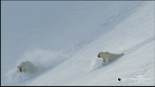 北极熊滑雪动态图片