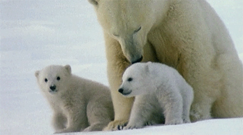可爱的北极熊动态图片