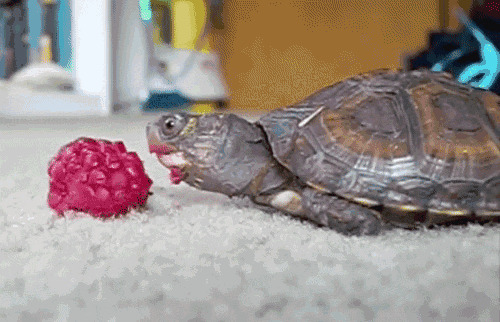 乌龟吃花蕊动态图片