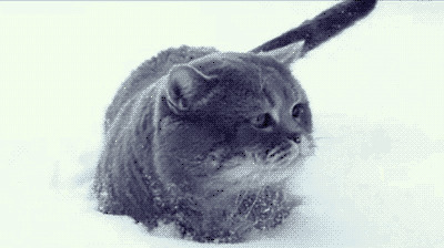 雪地里蹦蹦跳跳的小黑猫gif图片