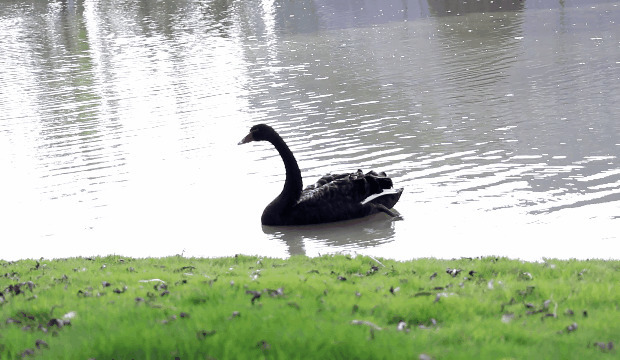 黑天鹅水中游泳GIF图片