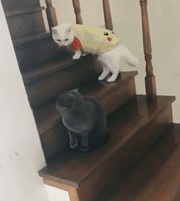 小猫咪爬楼梯gif图片
