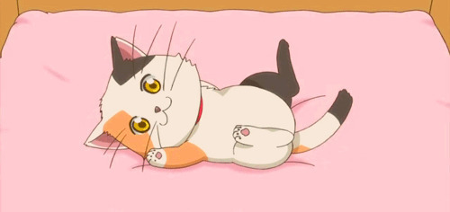 萌萌的小可爱猫咪动画图片
