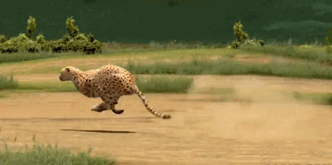 花豹奔跑的雄姿动态图片