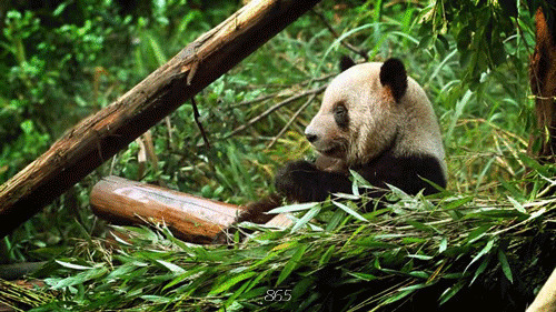 国宝大熊猫动态图片素材