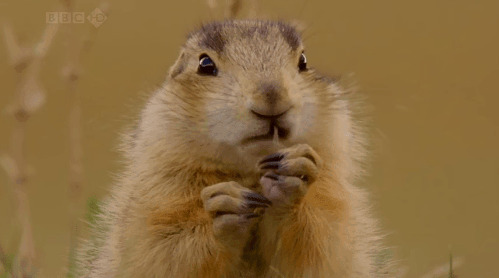 小仓鼠快速的吃食物GIF图片