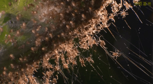 树枝上的蜘蛛幼虫吐丝gif图片