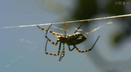 花蜘蛛快速的吐丝织网gif图片