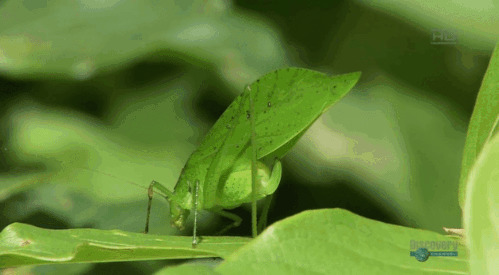 一只绿色的昆虫吃叶子gif图片