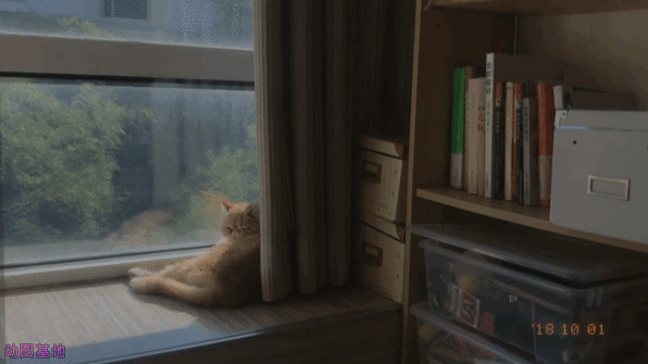 忧伤的猫猫卧在窗边看风景gif图片