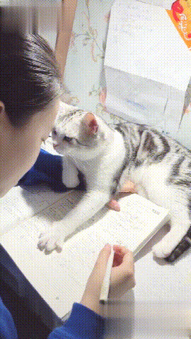 小猫咪打扰主人学习写字GIF图片