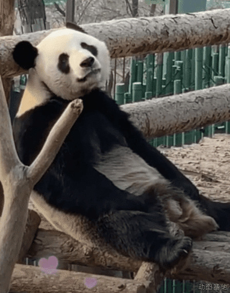可爱的大熊猫睡懒觉GIF图片